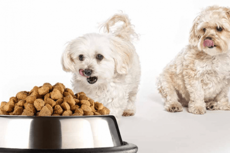 ỨNG DỤNG CỦA ĐẠM GẠO TRONG SẢN XUẤT THỨC ĂN THÚ CƯNG